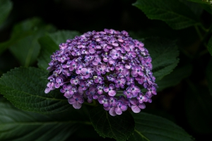 紫陽花